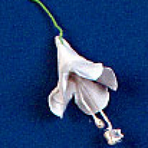 Bell Flower White w/stem 7/8″ 48 CT