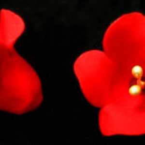 Fruit Blossom Red 1″ 110 CT