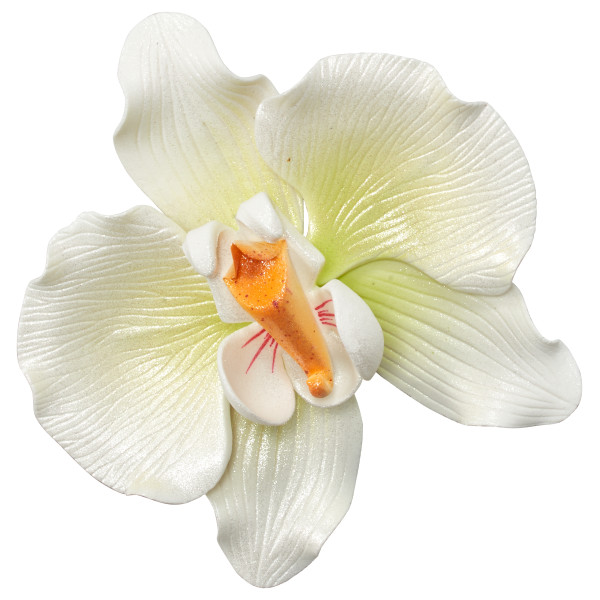Orchid White GP 4" 9 CT