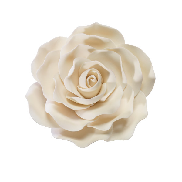 Rose large Ivory 4 1/3" 8 CT