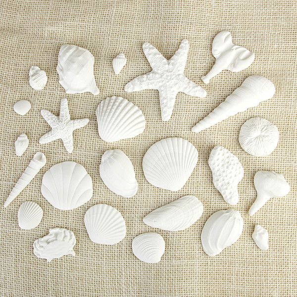 Sea Shells White .75" - 4" 24 CT