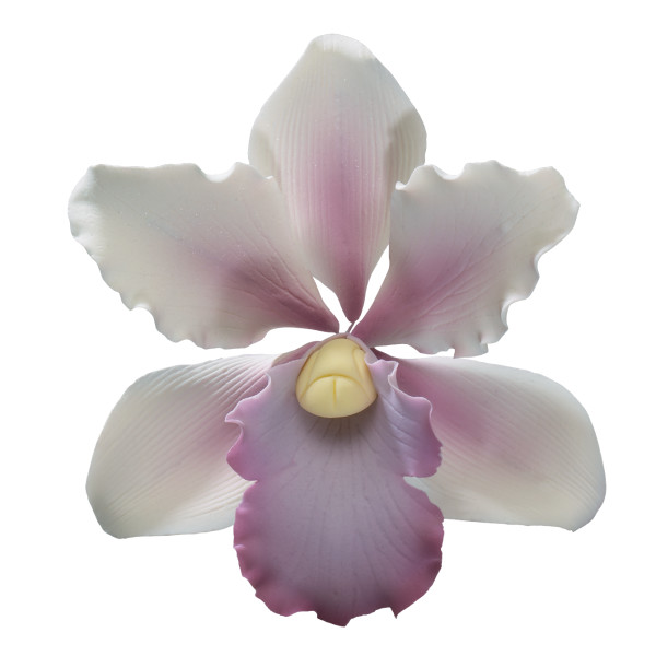 Tropical Orchid GP 3 1/2" 6 CT