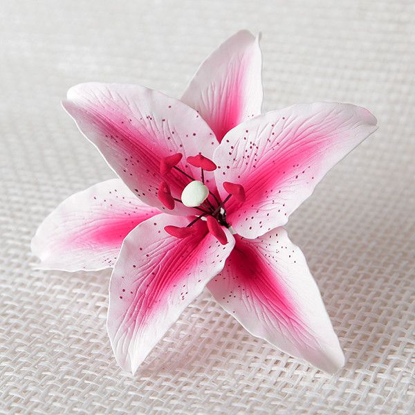 Pink Star Gazer GP 5.25" 8 CT