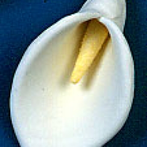 Calla Lilies GP 4″ 18 CT