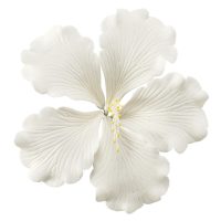 Hibiscus White GP 6 CT