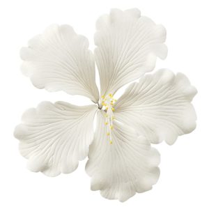 Hibiscus White GP 6 CT