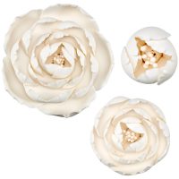 Peony Assortemt GP 12 CT